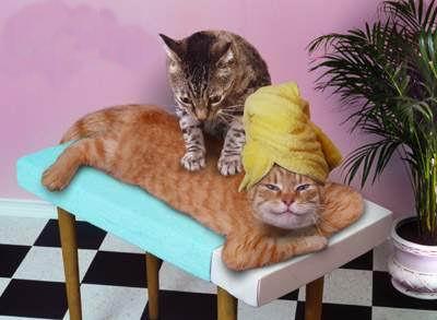 un chat qui fait le massage a une chatte